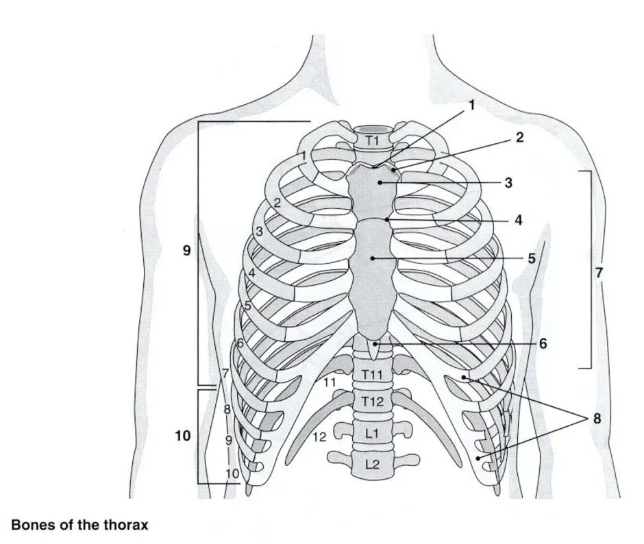 Между 6 и 7 ребром. Анатомия грудной клетки: Грудина. Анатомия ребер грудной клетки. Анатомия скелет грудной клетки ребра Грудина. Анатомия человека грудная клетка ребра.