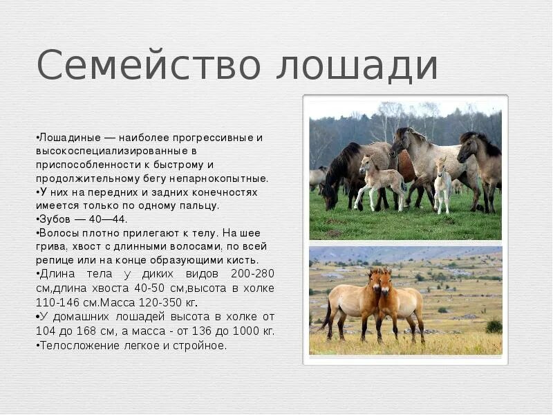 Различия парнокопытных и непарнокопытных. Парнокопытные и непарнокопытные животные. представители отряда непарнокопытных. презентация на тему парнокопытные. презентация на тему непарнокопытные.