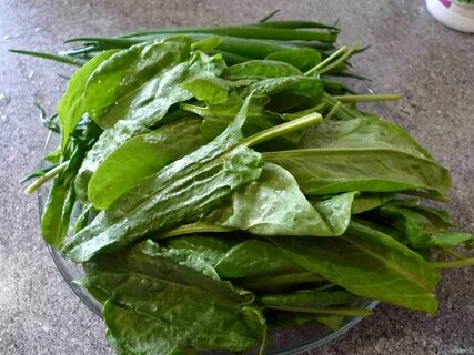 Щи зеленые с щавелем - ЯПлакалъ