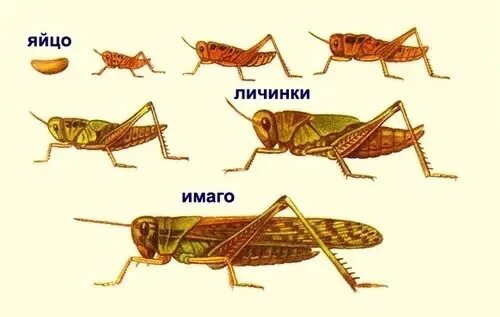 Кузнечик цикада Саранча. Таракан похожий на кузнечика. Саранча и цикада отличия. Насекомое похожее на кузнечика и таракана. Азиатская саранча происходит без метаморфоза