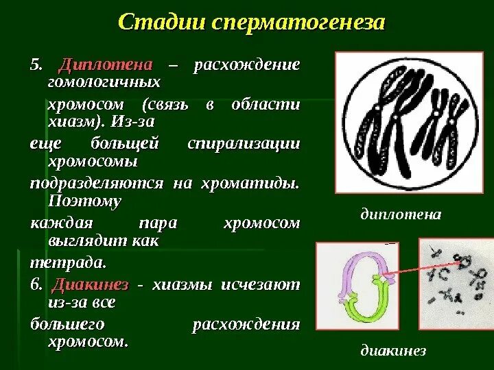 Стадии спирализации хромосом. Диплотена. Хиазмы хромосом. Диплотена диакинез.