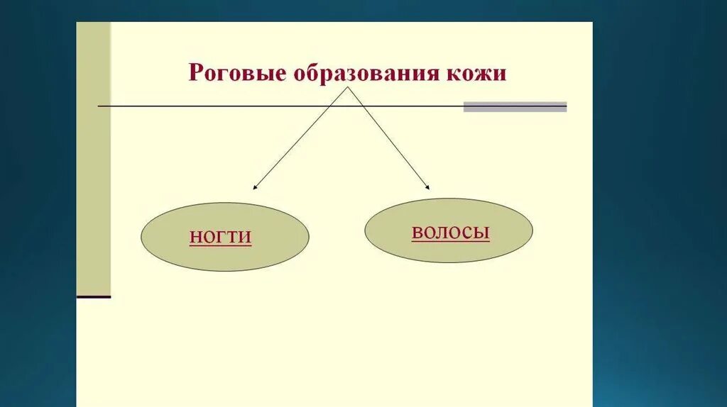 4 роговые образования кожи. Роговые образования кожи человека. перечислить роговые образования кожи человека. ранговое образование кожи.