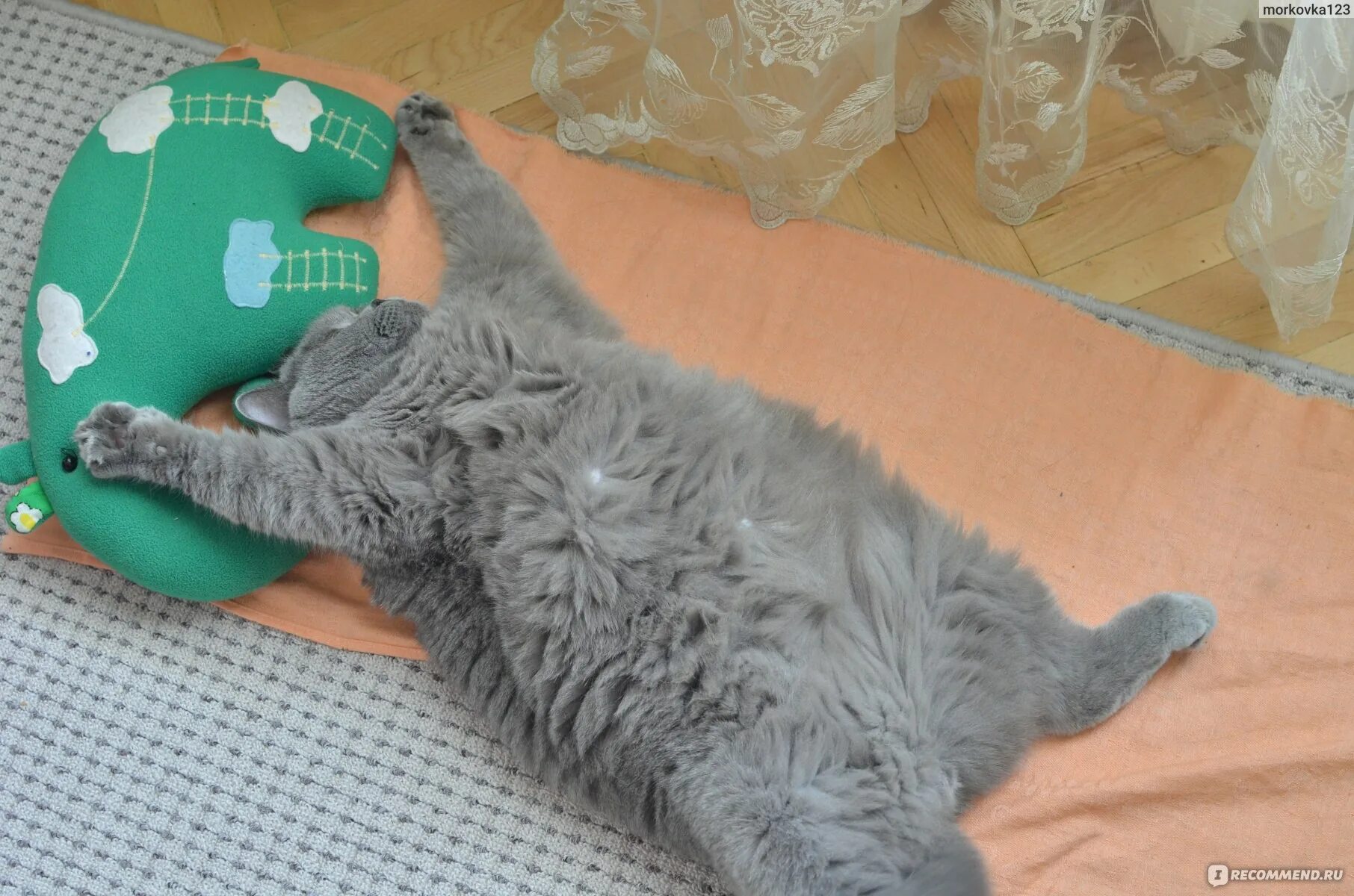 Кот сильно похудел плохо есть. Кот сильно похудел плохо есть