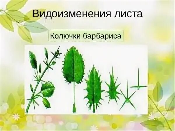 Видоизменение листьев кактуса. Видоизменение листьев колючки. метаморфозы листа колючки. видоизменения листа колючки. листья видоизменены в колючки.