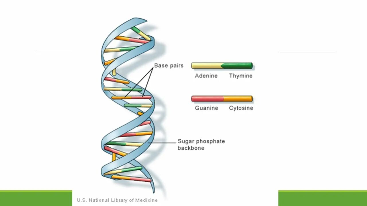 Днк. Dna logo png. Спираль днк. Генетика png. Хромосомы.