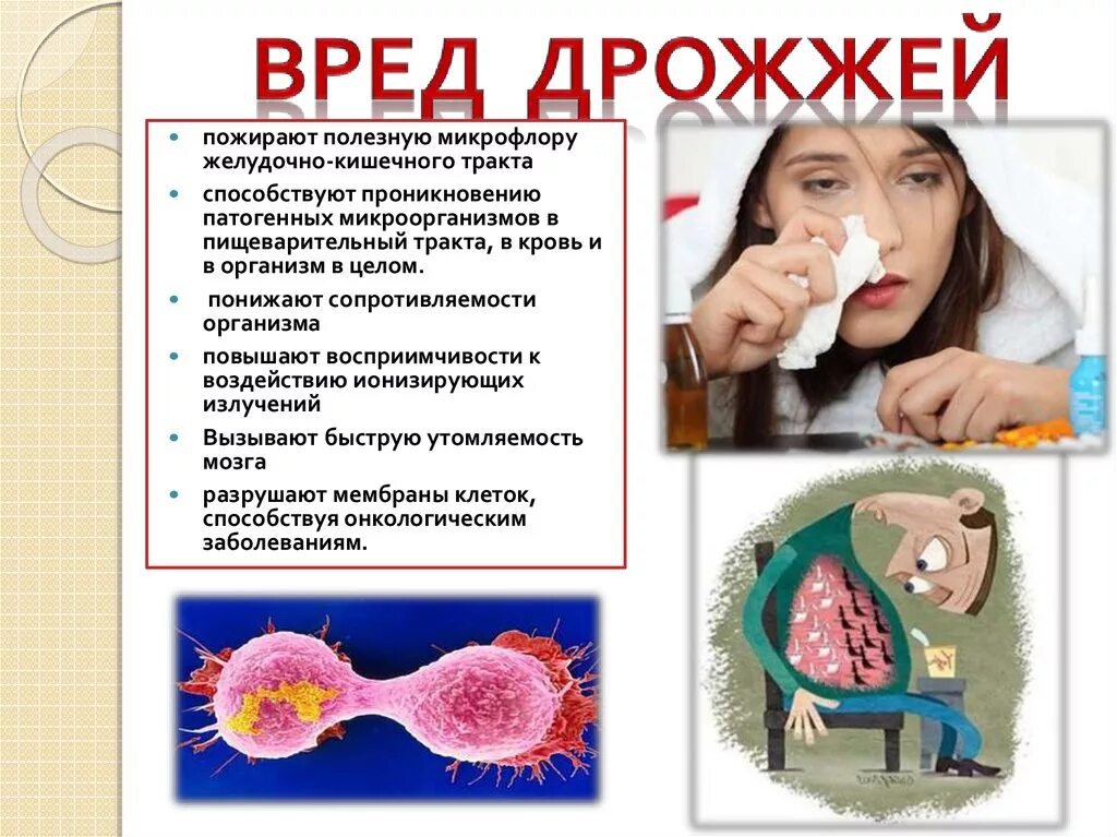 Дрожжи вредны для организма. Полезные дрожжи для организма. Дрожжи полезные и вредные бактерии. Дрожжи польза и вред. Какие дрожжи полезнее