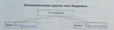 Тип нервной системы у хордовых животных