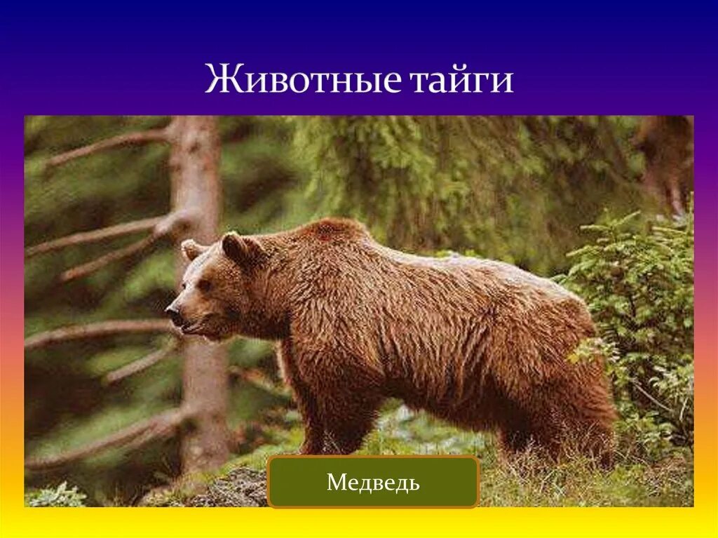 Какие животные в природной зоне тайга. Животные тайги. Животные тайги названия. Животные тайги в России. Всеядные животные тайги.