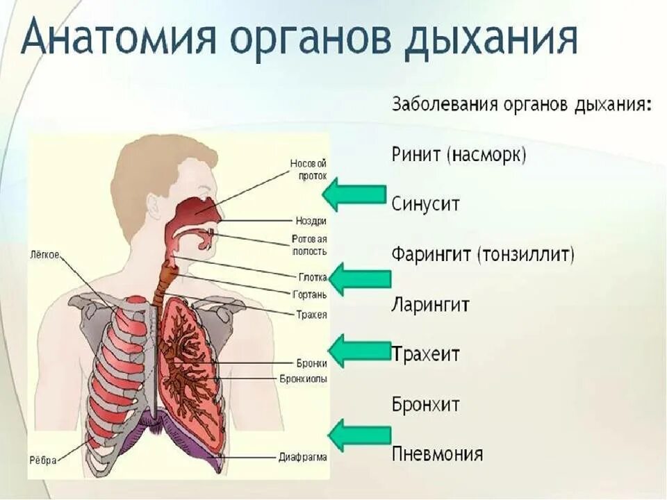 Выберите признаки характерные для легких человека. Заболевания органов дыхания. Болезни дыхательной системы. Дыхательная система человека. Заболевания системы дыхания.