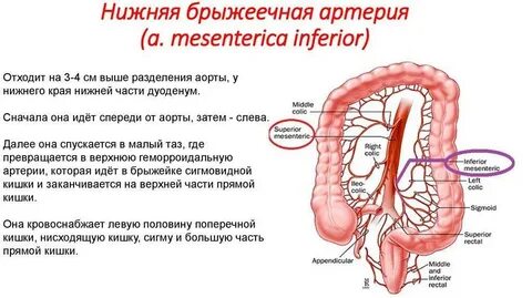 Кровоснабжение ободочной кишки