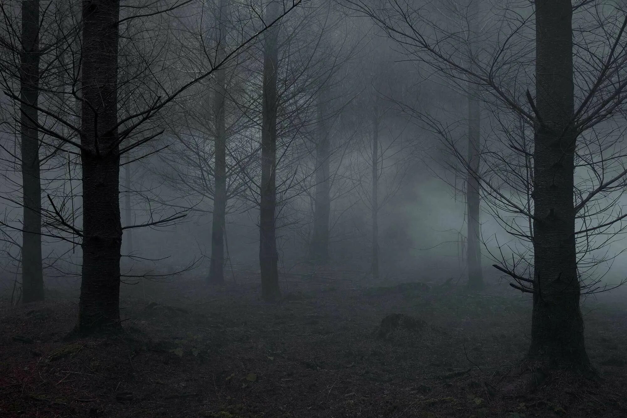 Between the trees