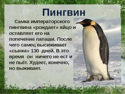 Императорский пингвин красная книга