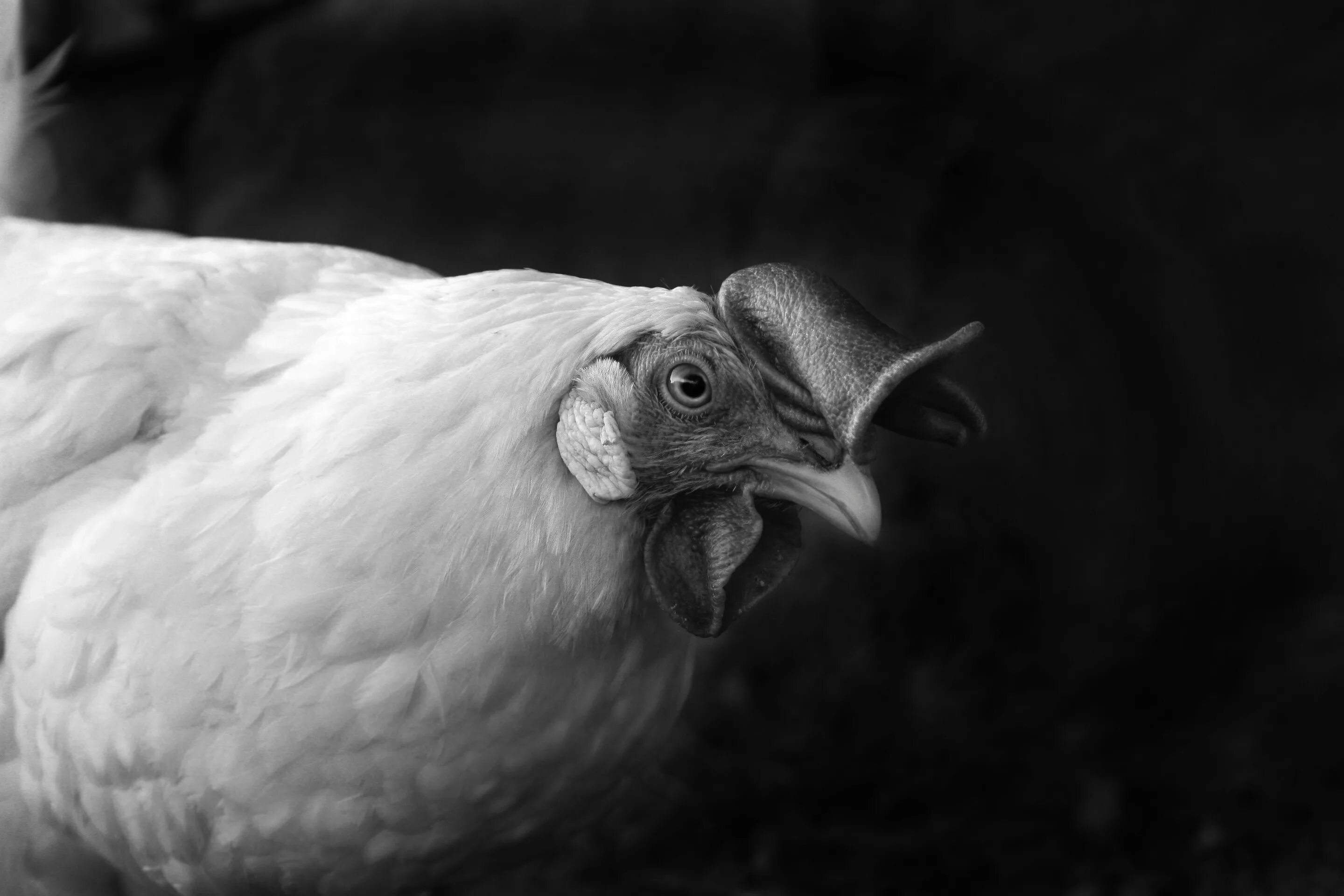 Discover the Fascinating Heritage Chicken Breeds