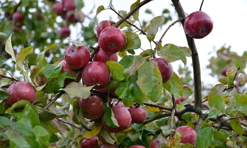 Сорт яблони брянское. Яблоня брянское розовое. Яблоня брянское золотистое. Яблоня брянское. Яблоня брянское золото.