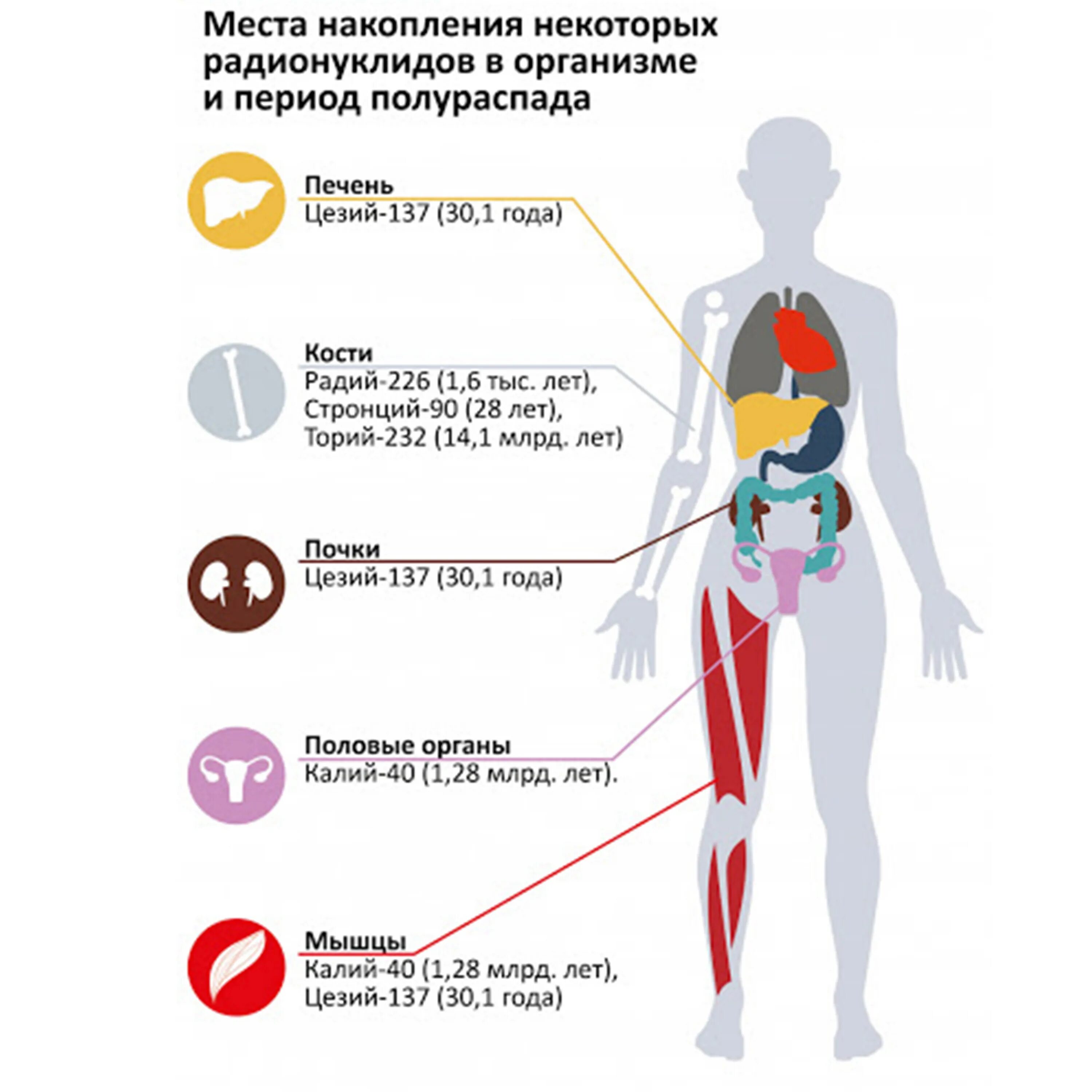 Радионуклиды в теле человека. Места накопления радионуклидов в организме человека. Выведение радионуклидов из организма. Влияние цезия на организм человека.