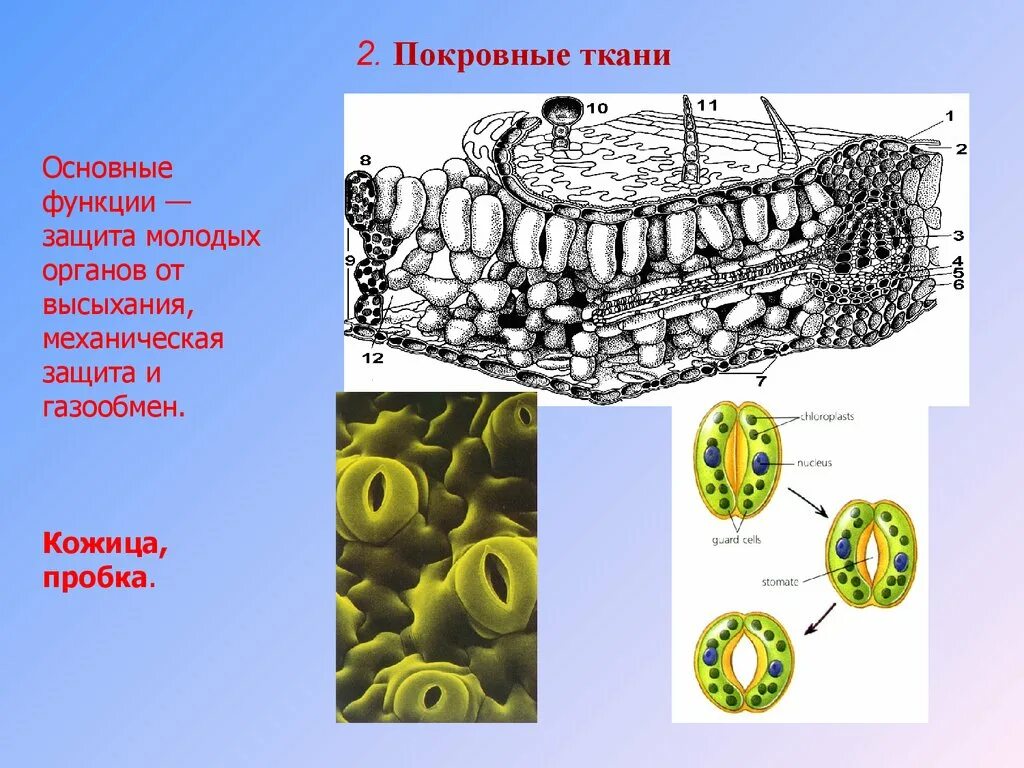 Покровная ткань кожица проводящая ткань впр. Покровная ткань. Функции покровной ткани. Покровная ткань растений. Покровная ткань защита.