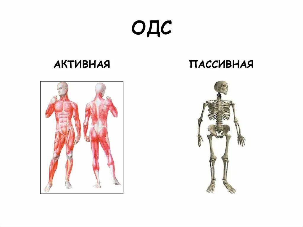 Строение скелета человека костей биология. Строение одс человека. Опорно двигательная система скелет человека анатомия. Функции одс человека. Активная часть одс.