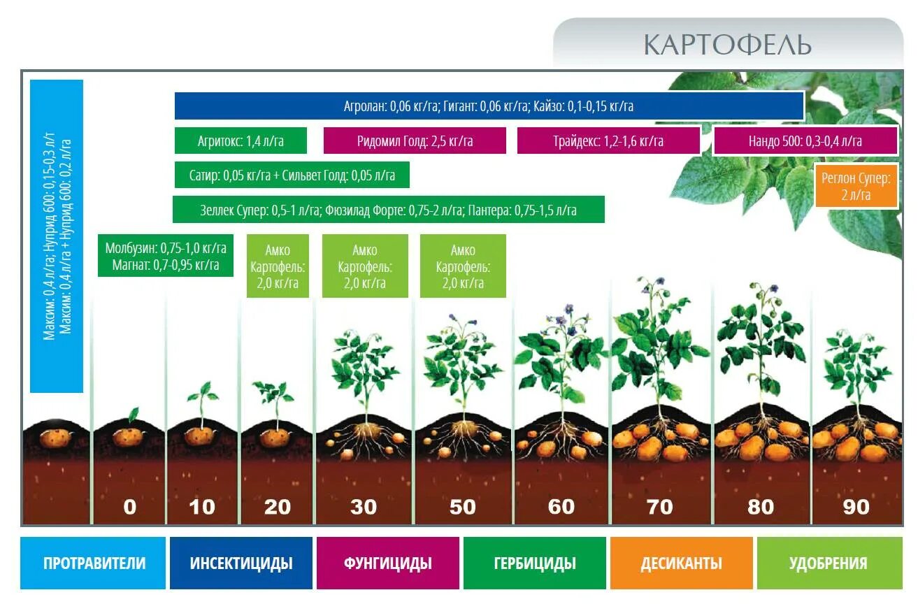 Короткая вегетация. Картофель этапы вегетации. Картофель вегетац период вегетации. Схема внекорневых подкормок картофеля. Фазы созревания картофеля.