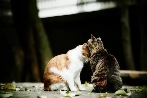 Cats and friends