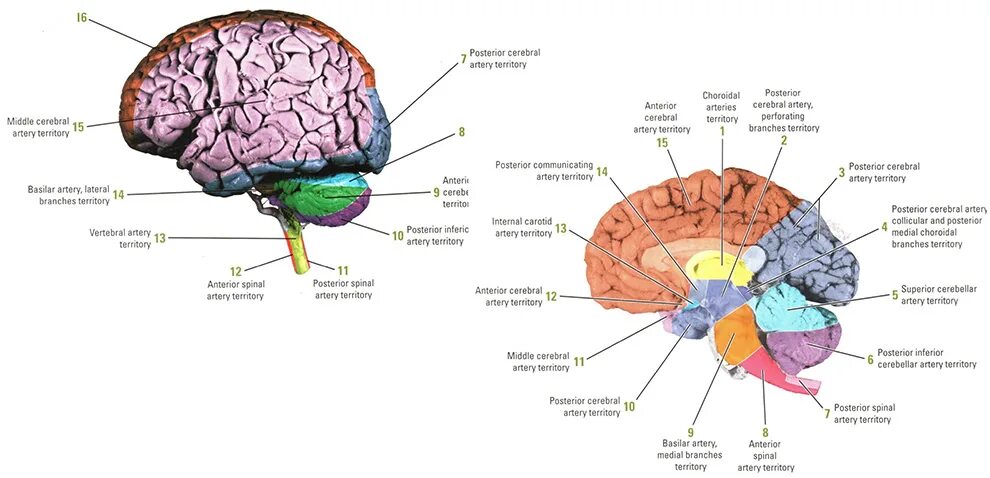 Зоны кровоснабжения головного мозга. Зоны кровоснабжения. Кровообращение головного мозга травы
