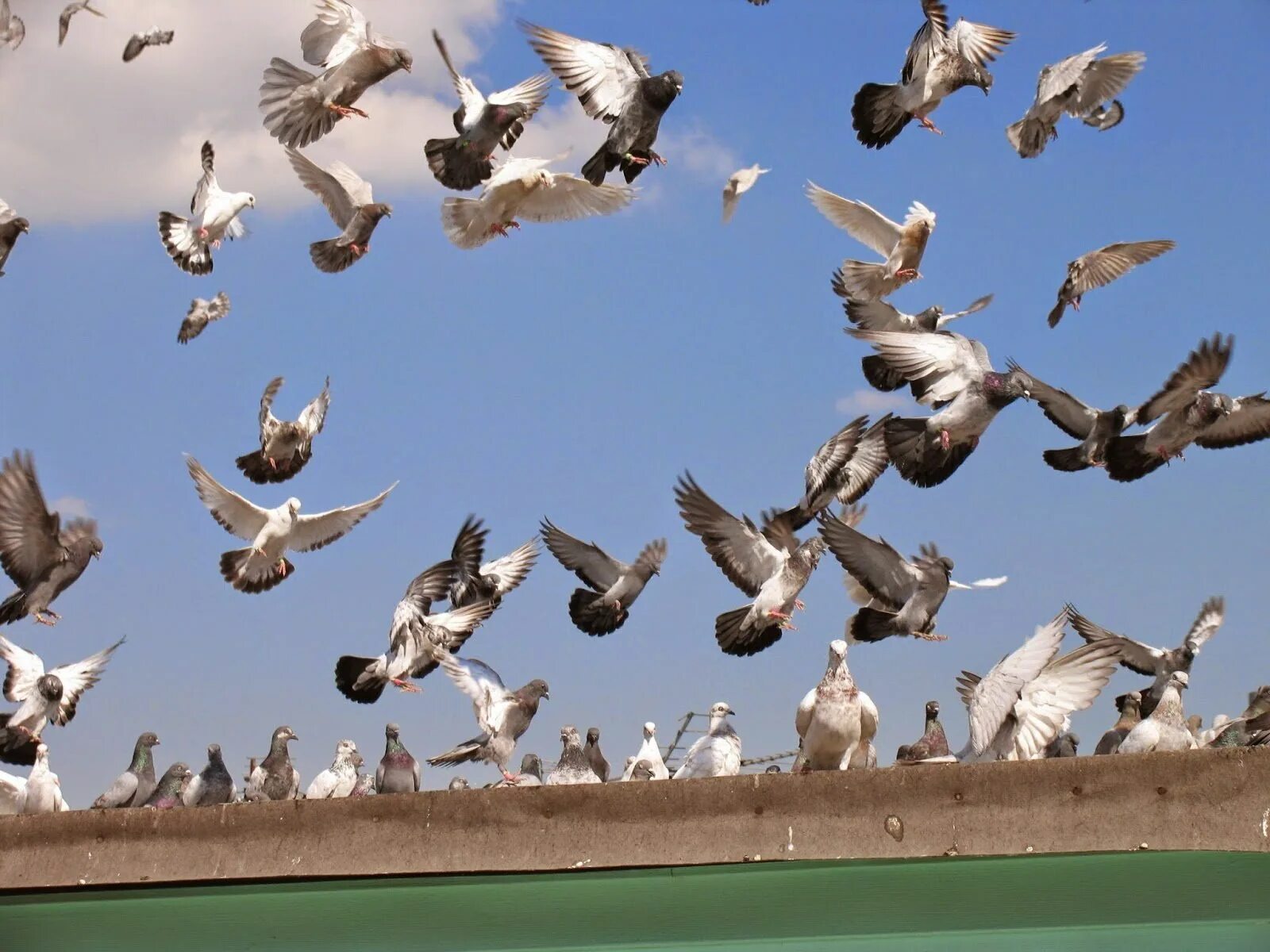 Fly pigeon