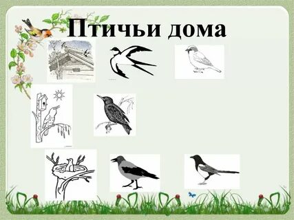 Темы занятий птиц