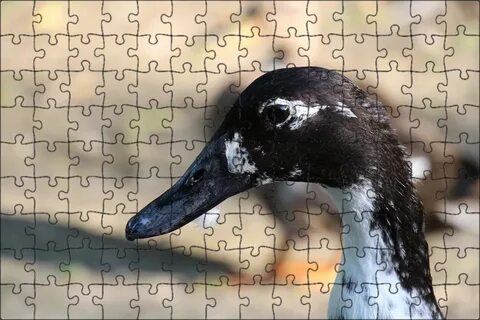 Black duck