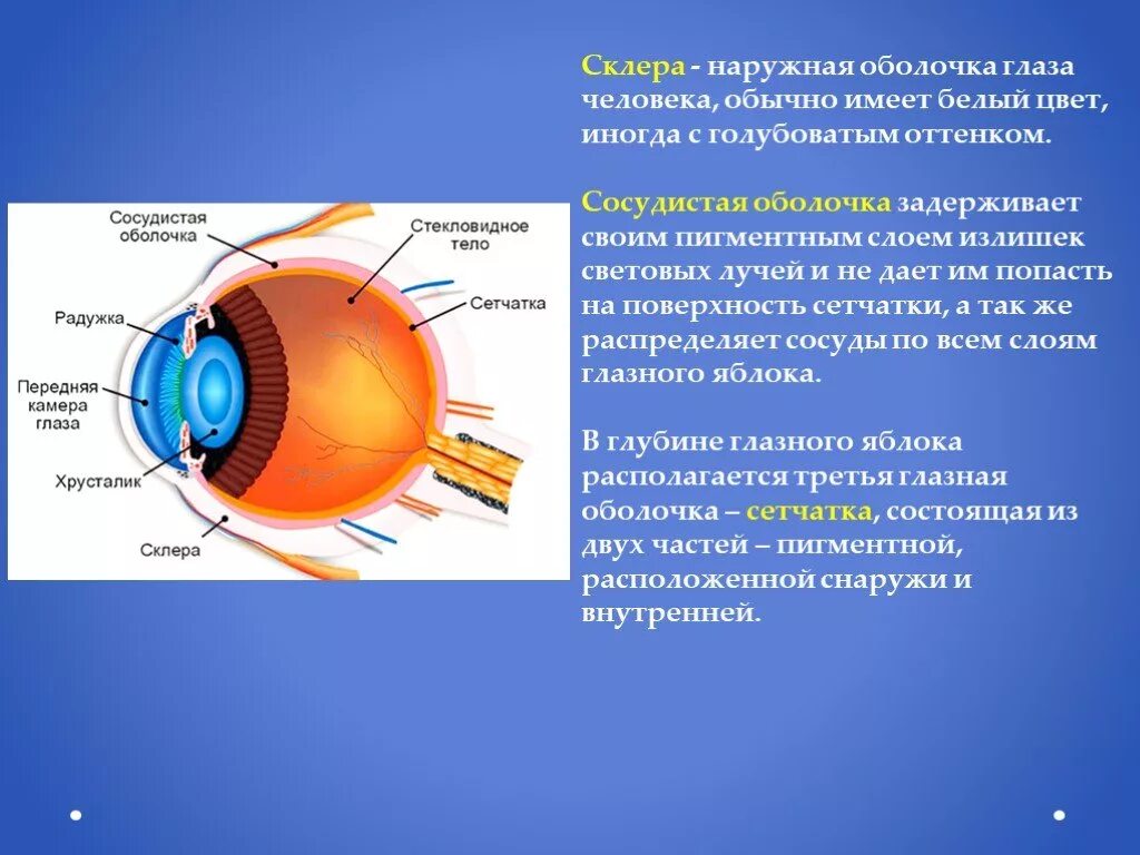 Плотная наружная оболочка глаза называется. Наружная оболочка глаза. Внешняя оболочка глаза. Пигментный слой сосудистой оболочки глаза. Наружная оболочка глаза называется.