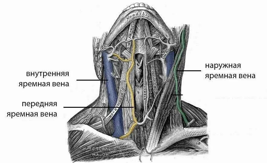 Внутренняя яремная Вена анатомия. Внутренняя яремная Вена топография. Передняя яремная Вена анатомия. Наружная яремная Вена передняя яремная Вена.