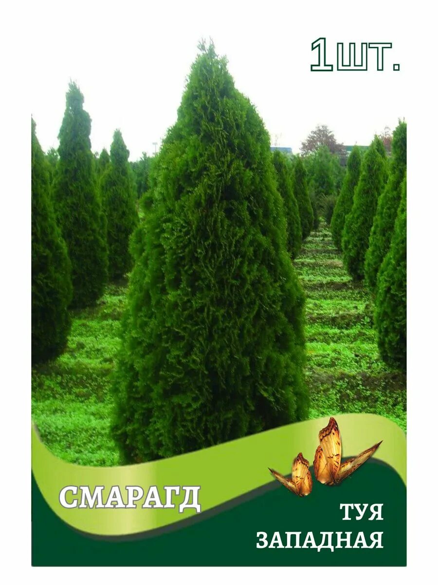 Туя западная Tини Тим (Thuja occidentalis Tiny Tim) саженец, 10 шт. в упаковке в