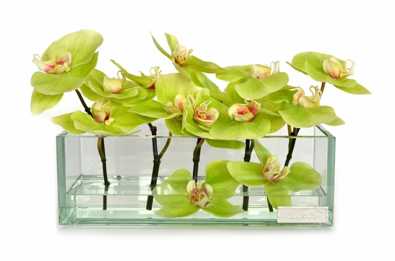 Орхидея купить рязань. Орхидея фаленопсис зеленая. Фаленопсис Биондоро. Орхидея фаленопсис Грин. Фаленопсис Грин Эппл.
