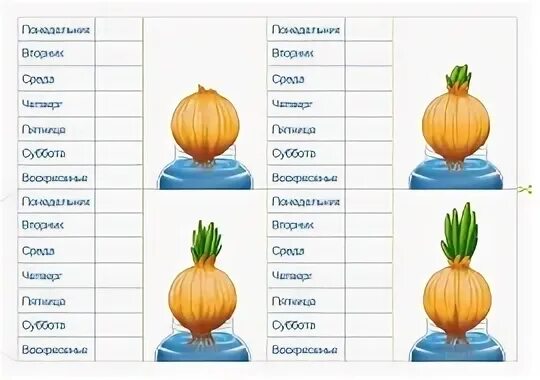 Дневник наблюдения за луком в детском