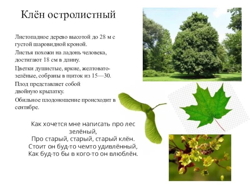 Презентация "Растительный мир Рязанской области"