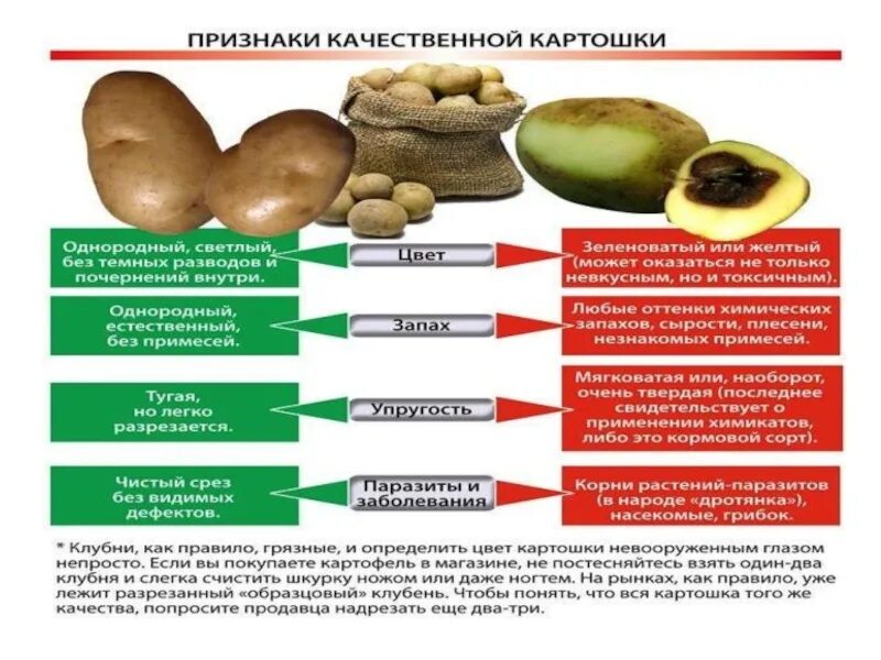 Картофель какая среда. Признаки картофеля. Биологические признаки картофеля. Классификация картошки. Признаки картофеля биология.