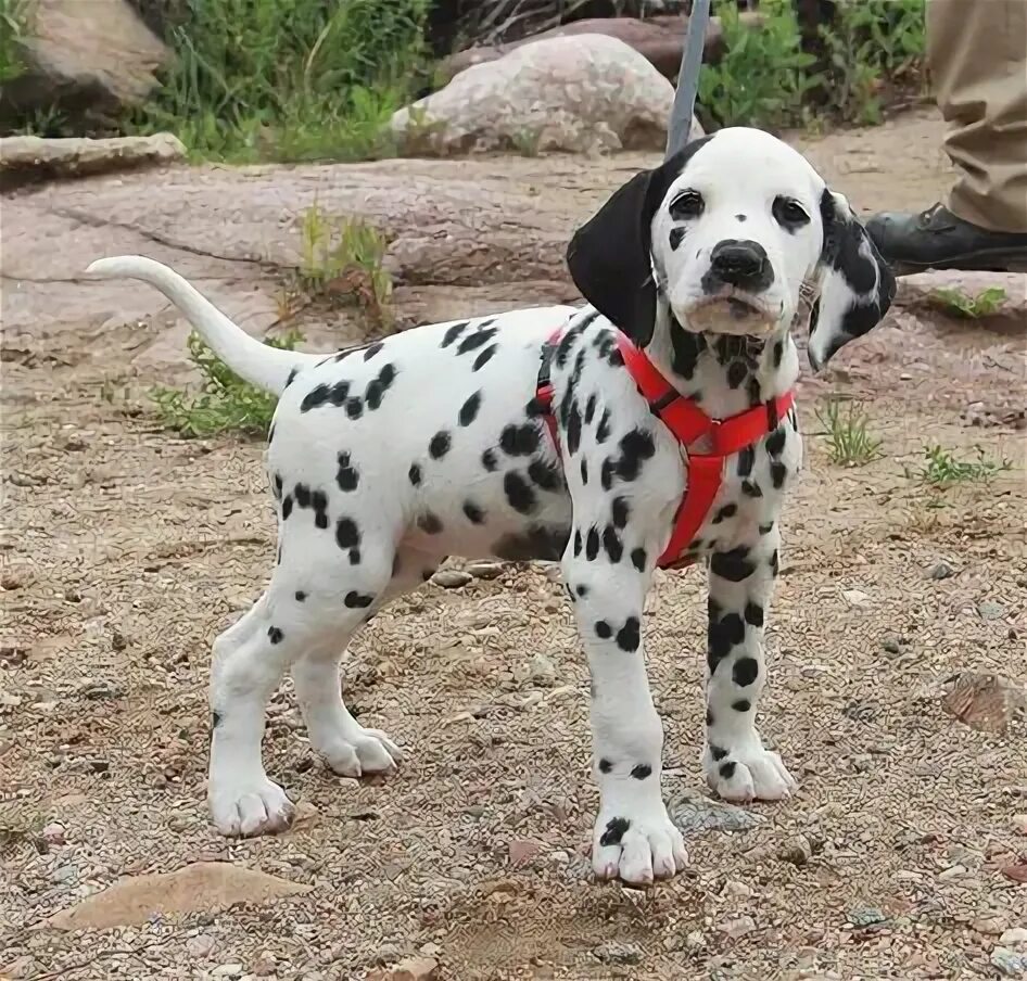 Cute Dalmatian Puppy