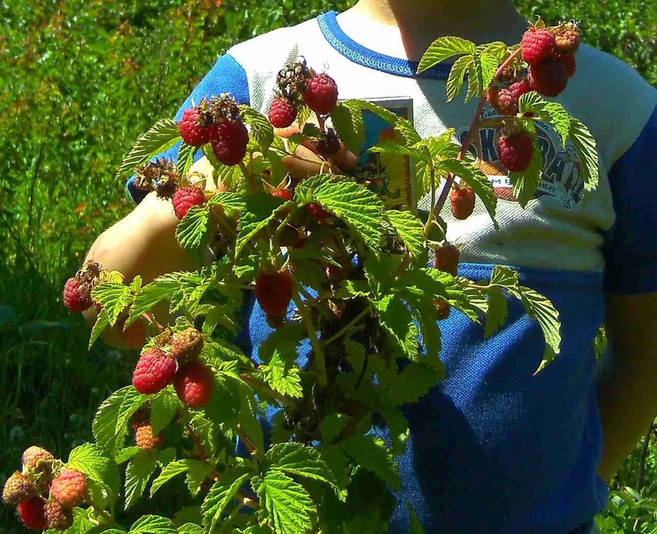 Малиновое дерево крепыш описание сорта фото. Малиновое дерево Крепыш. Малиновое дерево Крепыш Таруса. Малина штамбовая Таруса малиновое дерево. Малина Крепыш малиновое дерево.