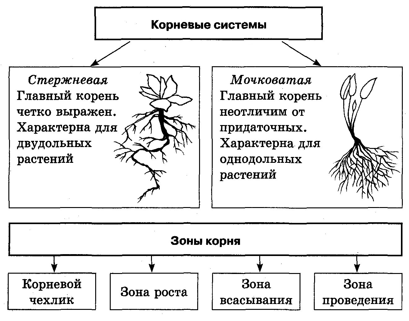 Царство растений. Растительные ткани и органы. Царство растений строение. Органы растения схема. Царство растений схема. Суждения о тканях высших растений