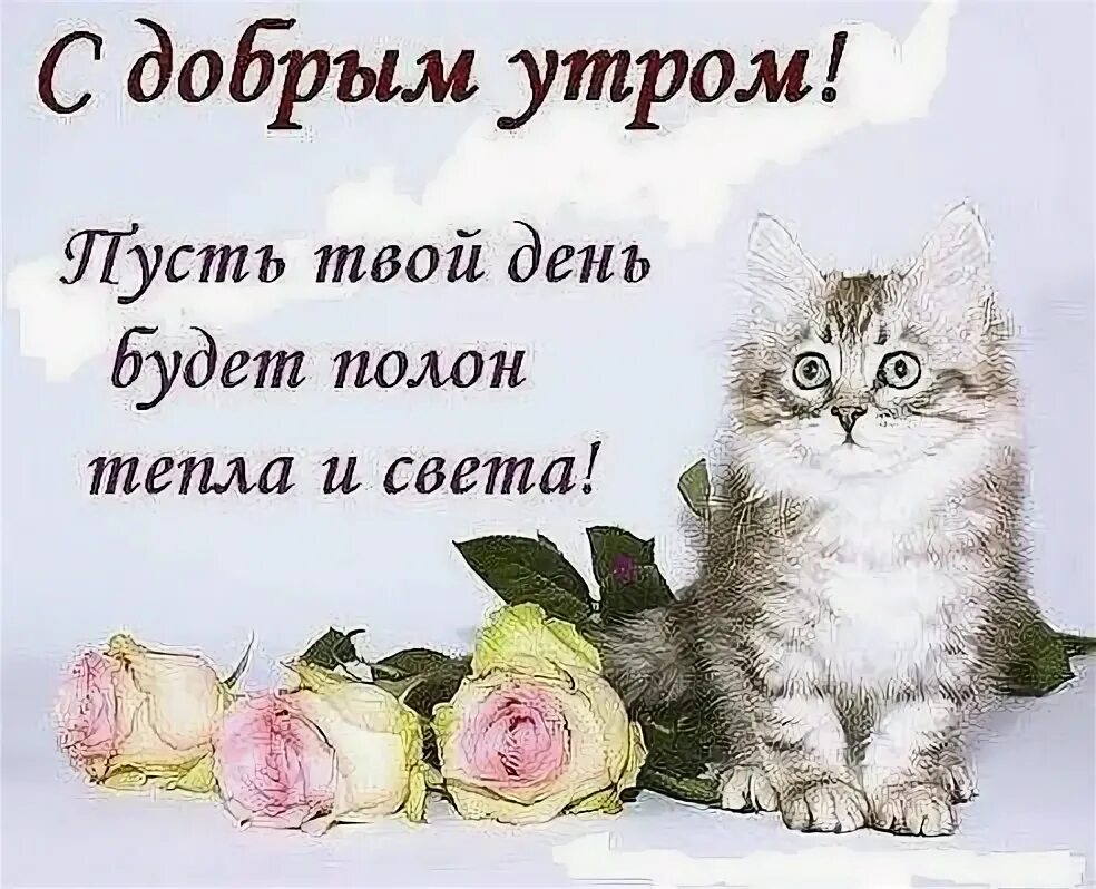 Пин от пользователя Алина Ижова на доске Доброе утро Доброе утро, Жизненный юмор