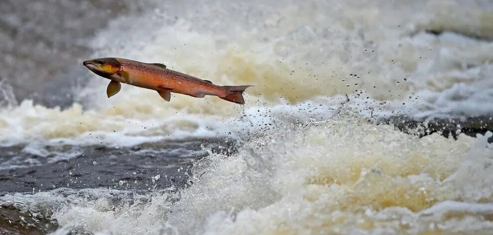 Почему рыба поднимается. Почему рыба поднимается. Почему рыба поднимается. Почему аквариумная рыбка крутится как волчок. Почему рыба поднимается.
