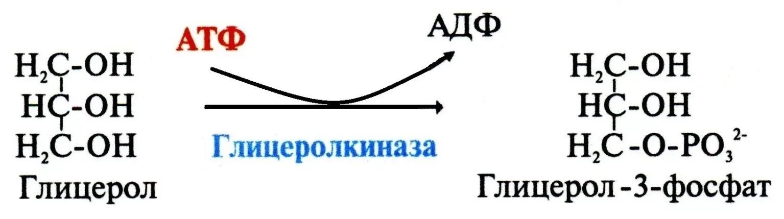 Глицерин атф. Образование глицерол 3 фосфата из глицерина. Образование глицерол 3 фосфата. Л глицерол 3 фосфат. Диоксиацетонфосфат в глицерол-3-фосфат.