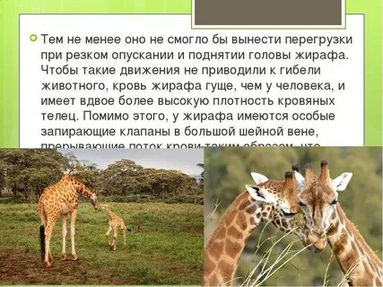 Факты о жирафе