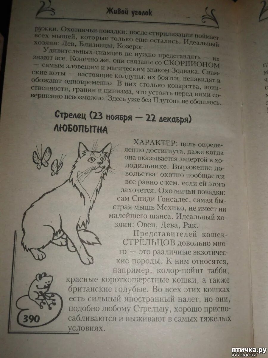 Близнецы кот гороскоп. Кот гороскоп. гороскоп для кошек. кошек породистых по знаку зодиака. какая ты кошка по гороскопу.