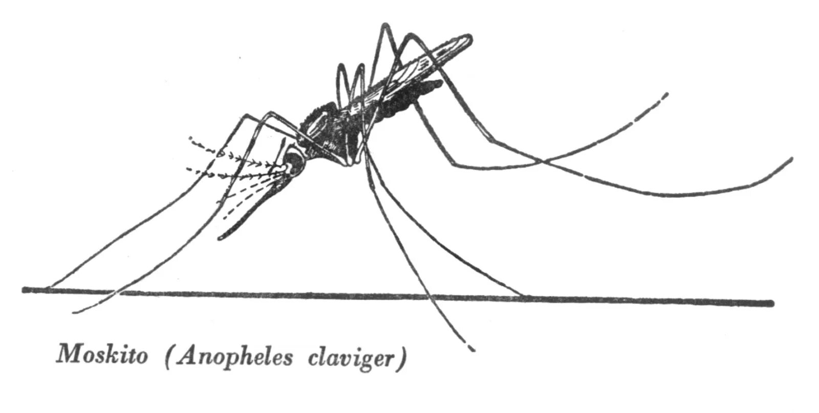 Малярийный комар анофелес. Комары рода Anopheles. Малярийный Москит анофелес. Анофелес клавигер. Комар малярийный комар членистоногие двукрылые