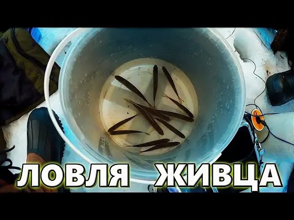 Как сохранить живца для зимней рыбалки. Как сохранить живца для зимней рыбалки