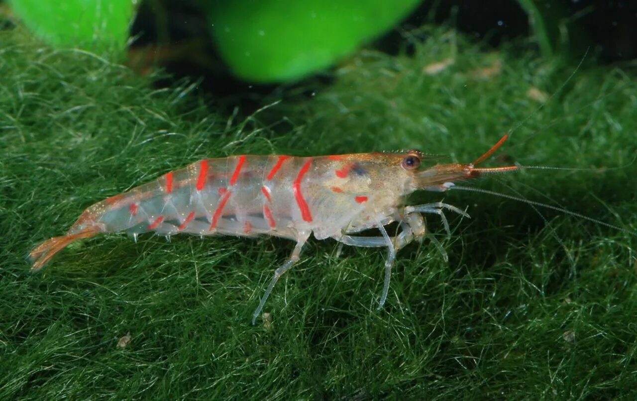 Caridina cantonensis. Caridina красный тигр. Креветка Каридина тигр. Креветка Tiger Shrimp.