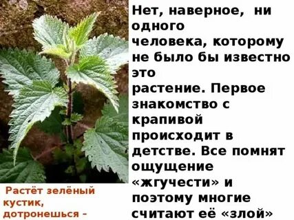 Палка для крапивы