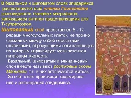 Базальный слой