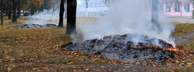 Сжигание листвы. Костёр из опавшей листвы. поджог листву. сожженный лист.