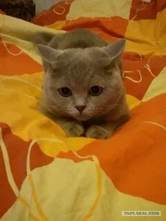 Какая буся