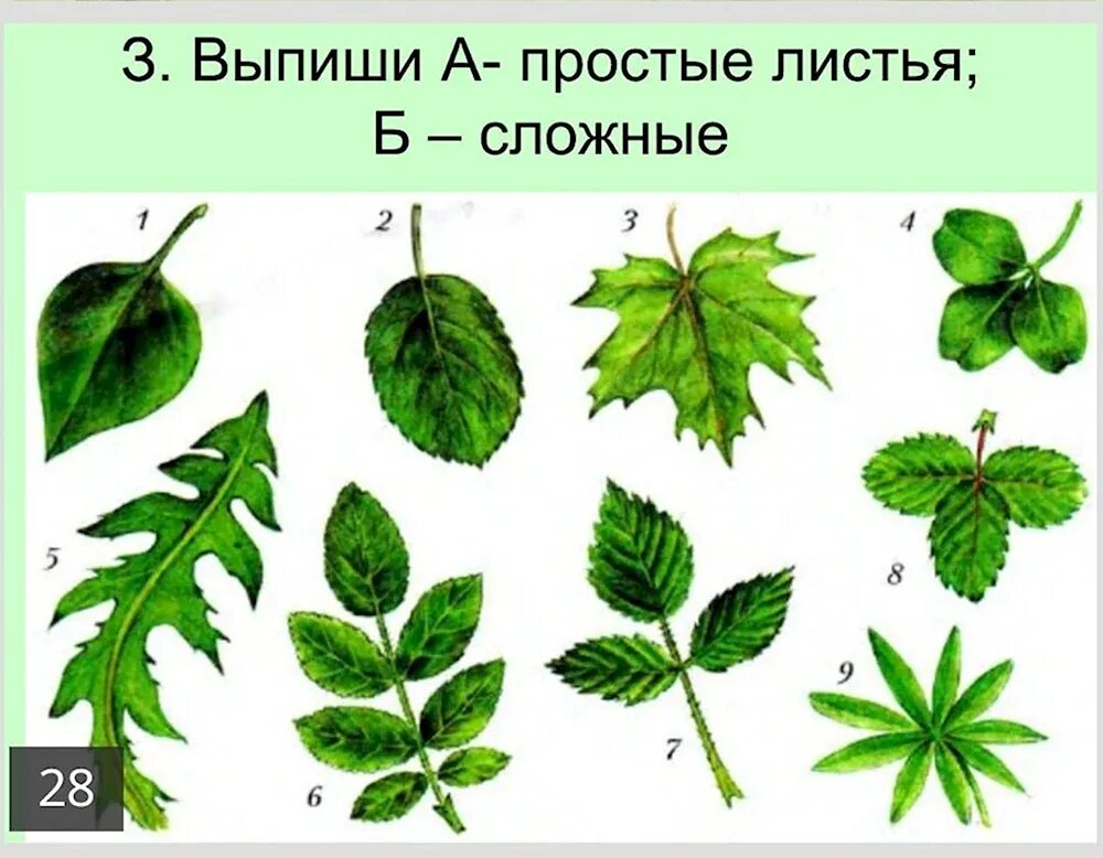 Типы листьев картинки. Простые и сложные листья. простые листья деревьев. деревья со сложными листьями. типы сложных листьев.